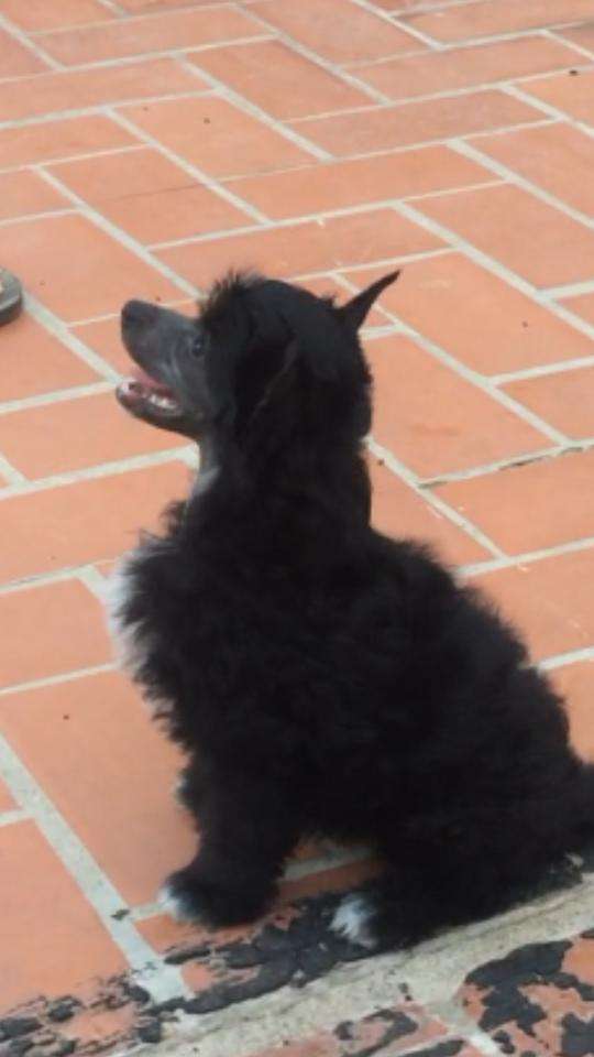 Valkrest Berbely Hiss