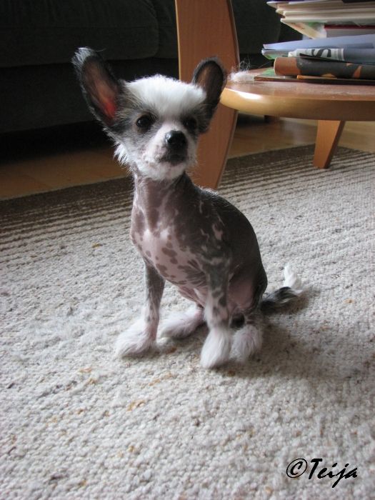 Just Call Me Hardy Bellemere