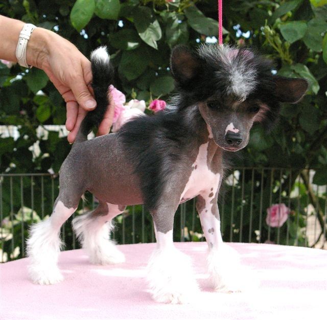 Just Jasmine von Shinbashi