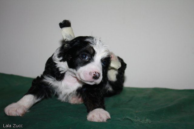 Picture