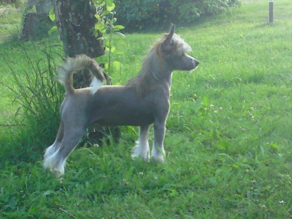 Sea Fire's It's Now Or Never