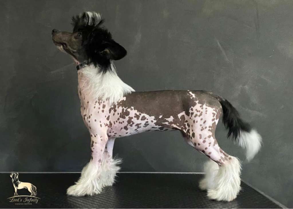 Leed's Infinity Ada Cardano