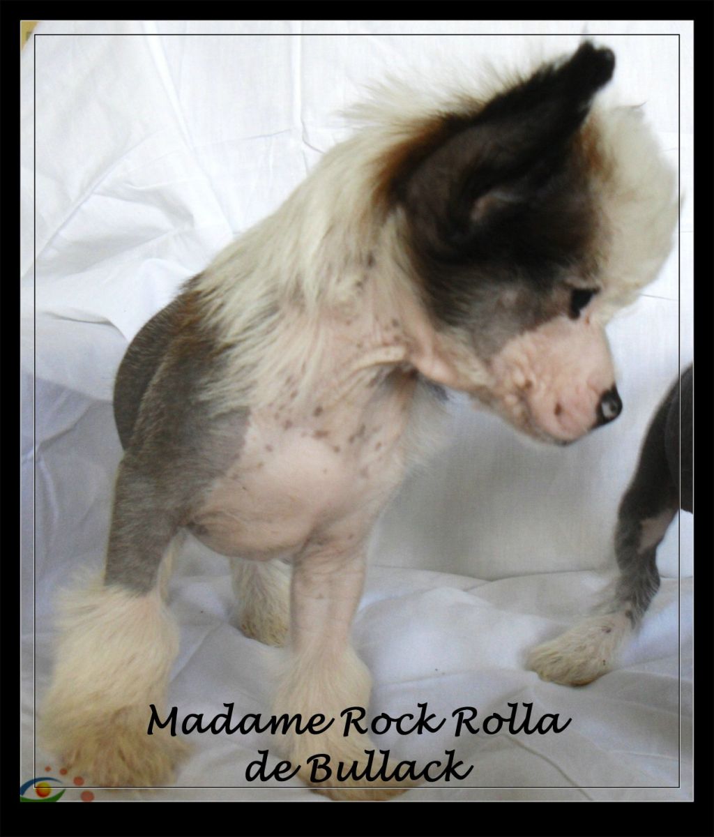 Madame Rock Rolla de Bullack