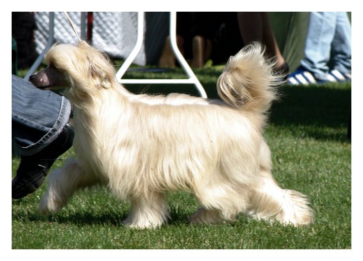 Jona Gold z Gangu Lysych