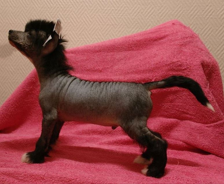 Chill Giant's Chinese Little Man