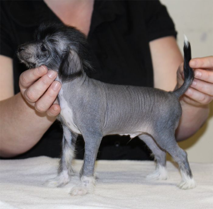 Entourage Welcome To The Jungle