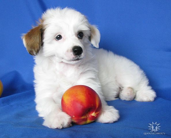 Hohlatiy glamour Tamila Milagro