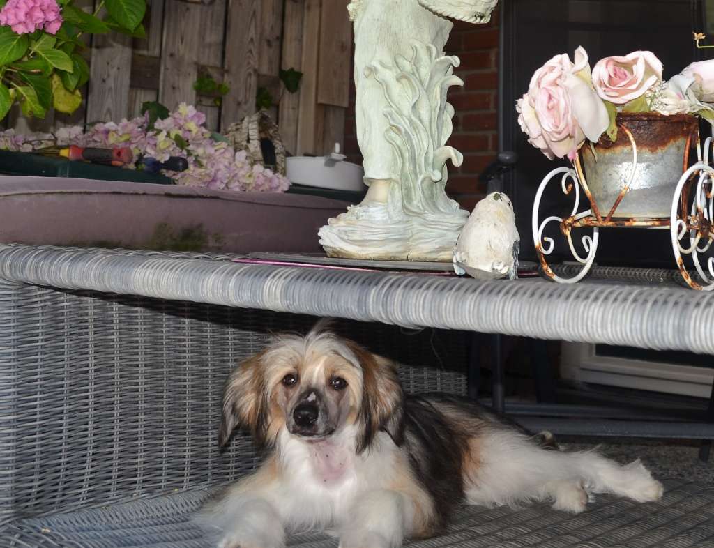 French Vanilla of ria's pride