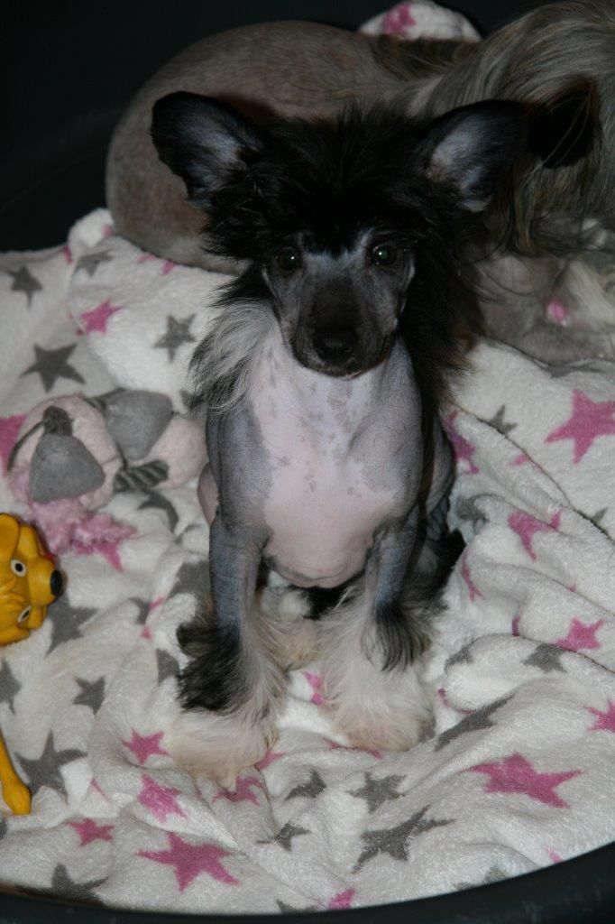 Ridgecrest's Black Secret