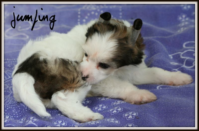 jumping du pavé de varennes