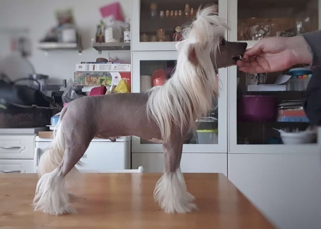 Viavrois Cruel Challenger