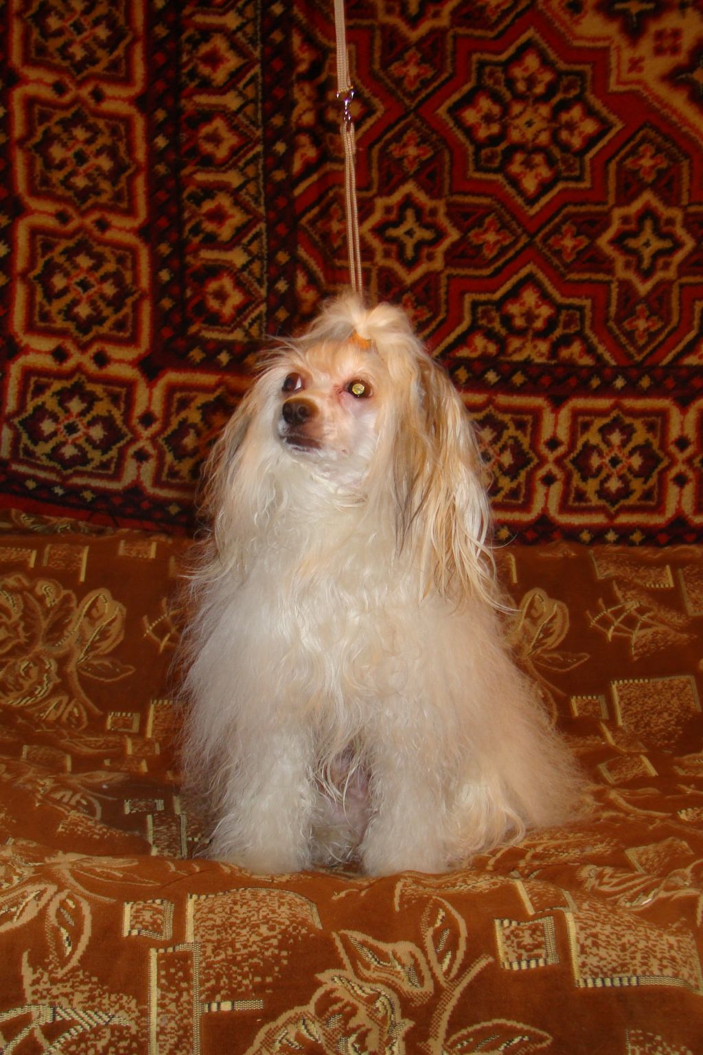 Kristal Yaniry  Senator