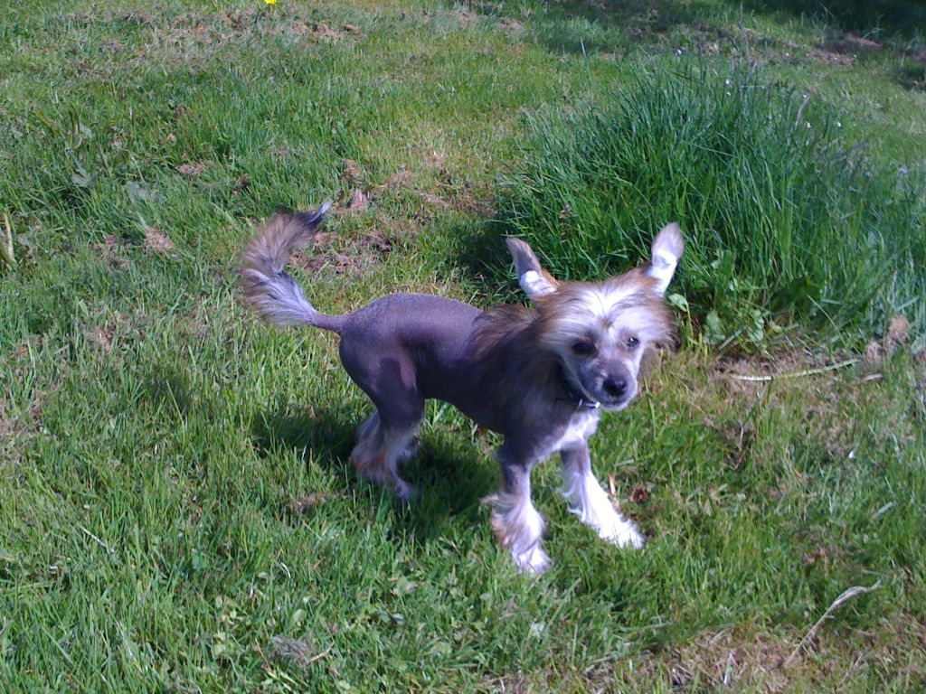 Baron Rednex by Little Jade