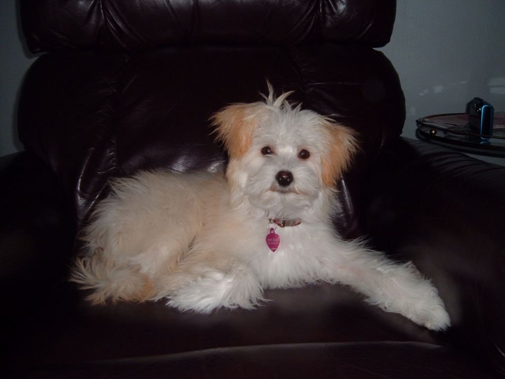 McShane's Golden Ember