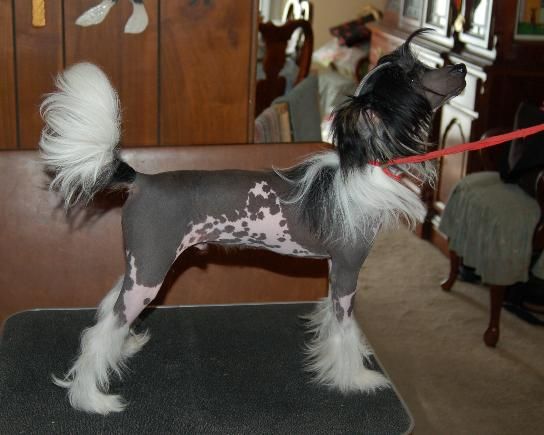 Holliwould Gotcha All Fired Up