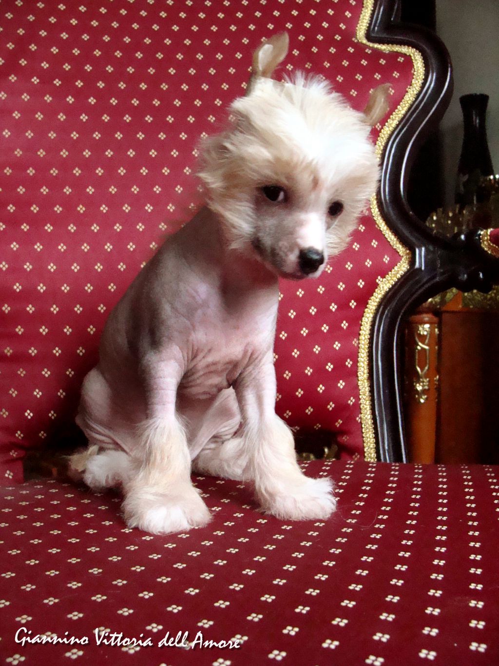 Giannino Vittoria dell Amore