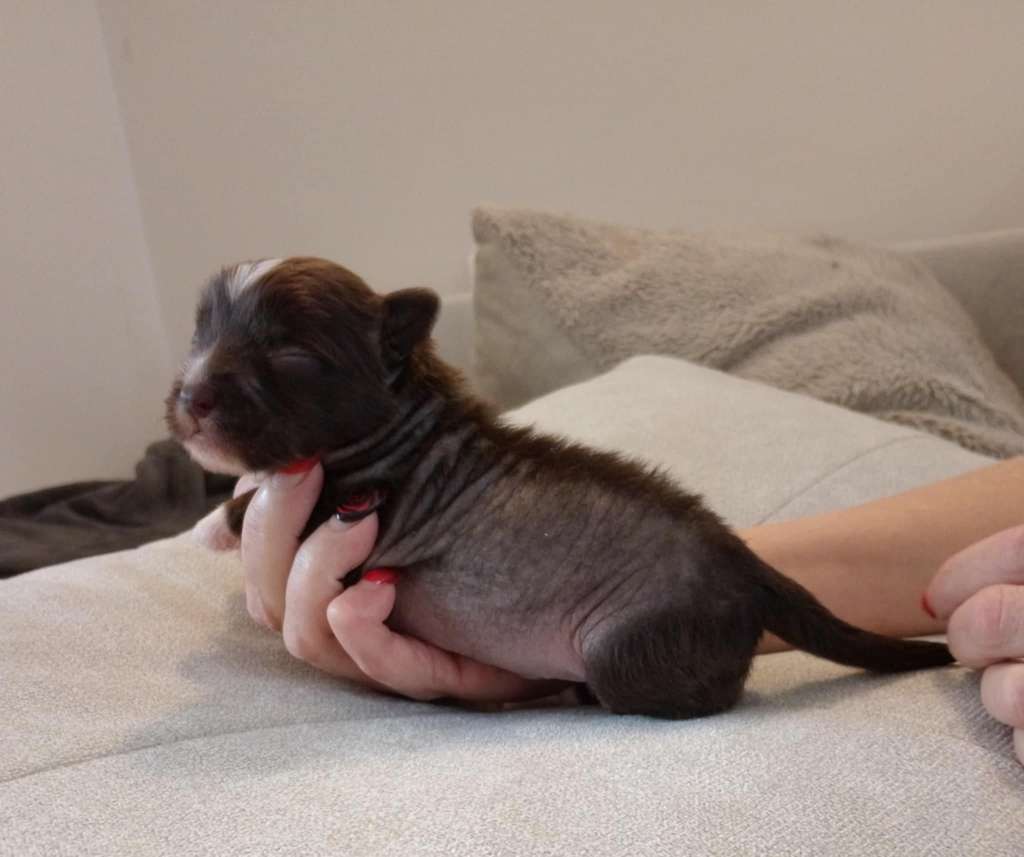 Amira Molosos Gratzi