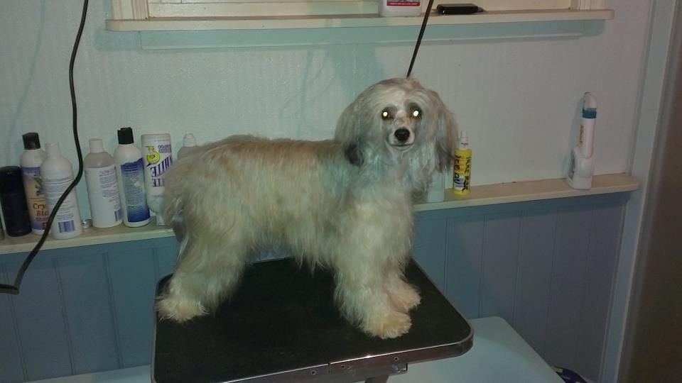 Casa Del Caboom's Legacy of Fredrik