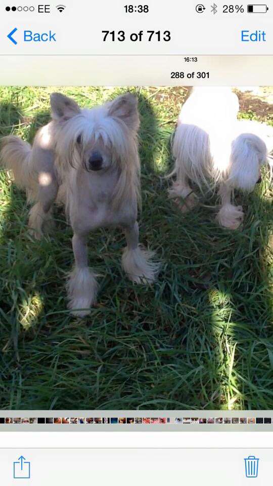 Myglee's Balls of Fury