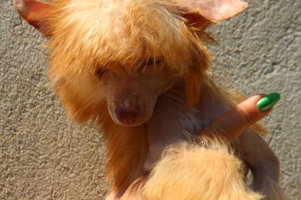 Espresso Girl de Fageiro