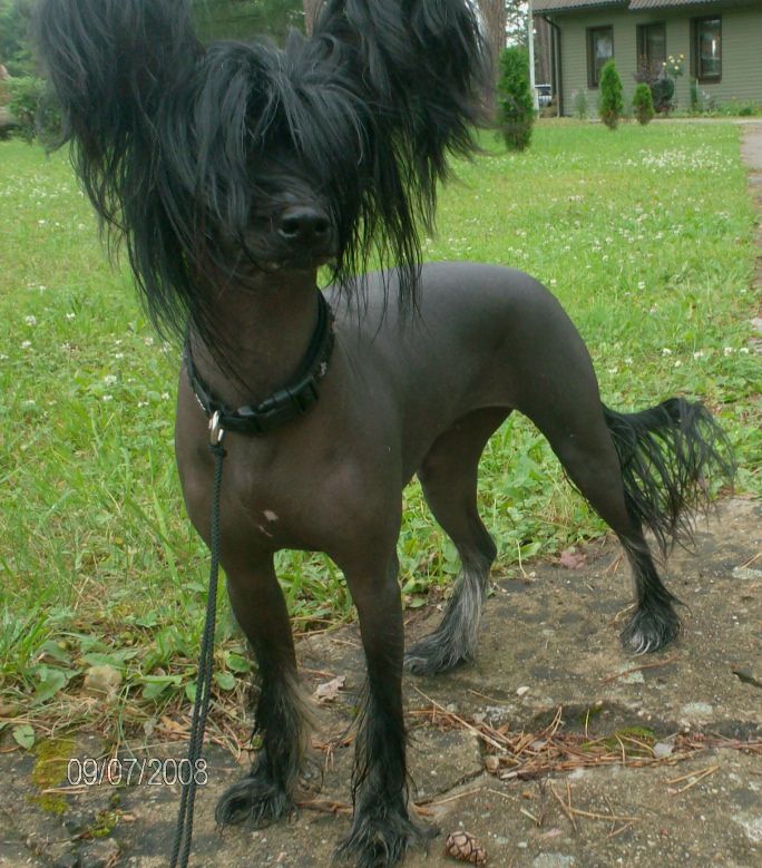 Kranar Rose in Black