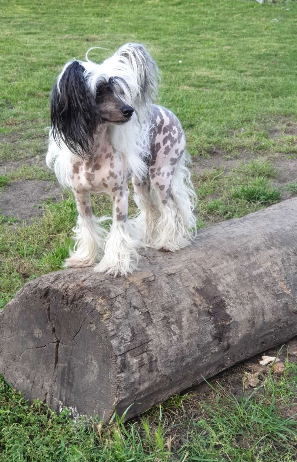 Proud Pony Peace of Mind