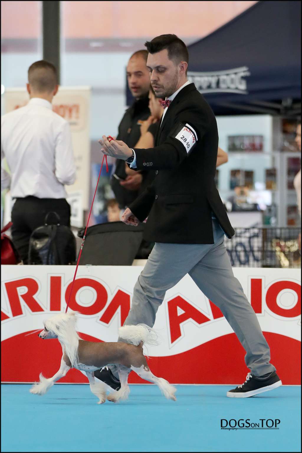 JCH Famrus Miss Attiude