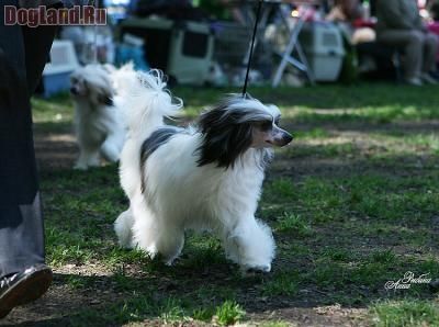 Mashama Mazi Rus Dumisha