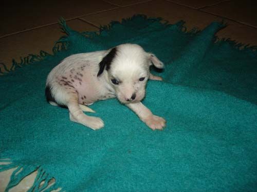 Hedera Helix z Ogrodu Fauny