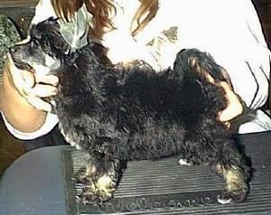 Lindawn's Star of Sweetvalley