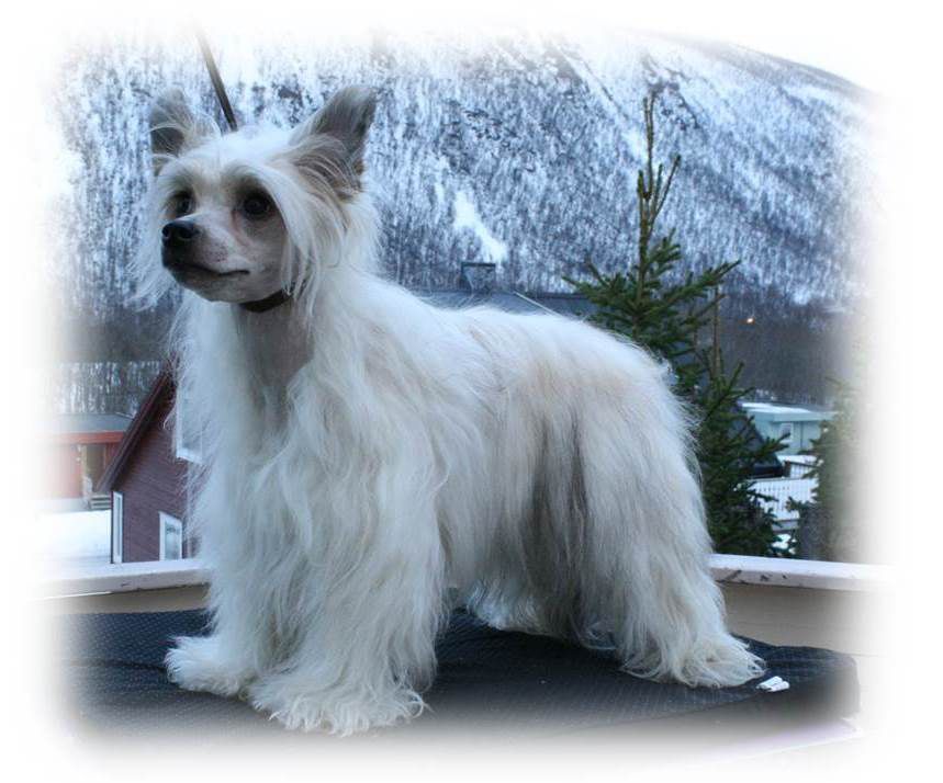 Artic Flyer's Eyecandy Escalade