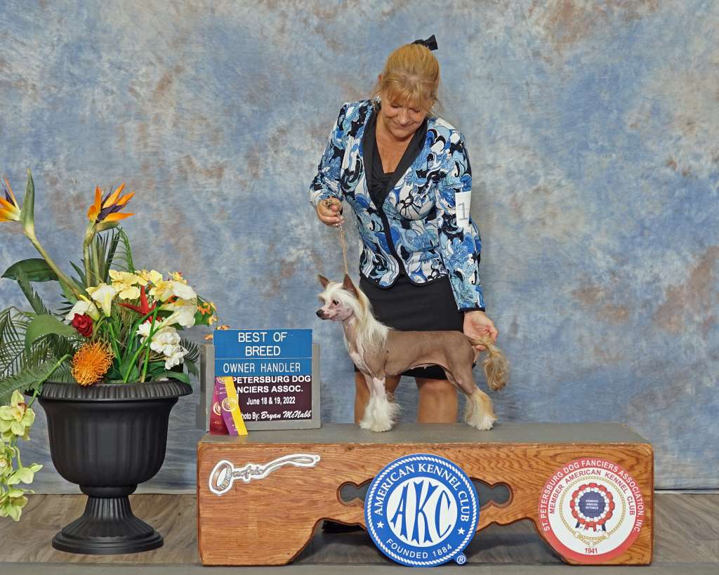 Ukc Ch Akc GchB Ch Crowned Dirty Little Secret By 