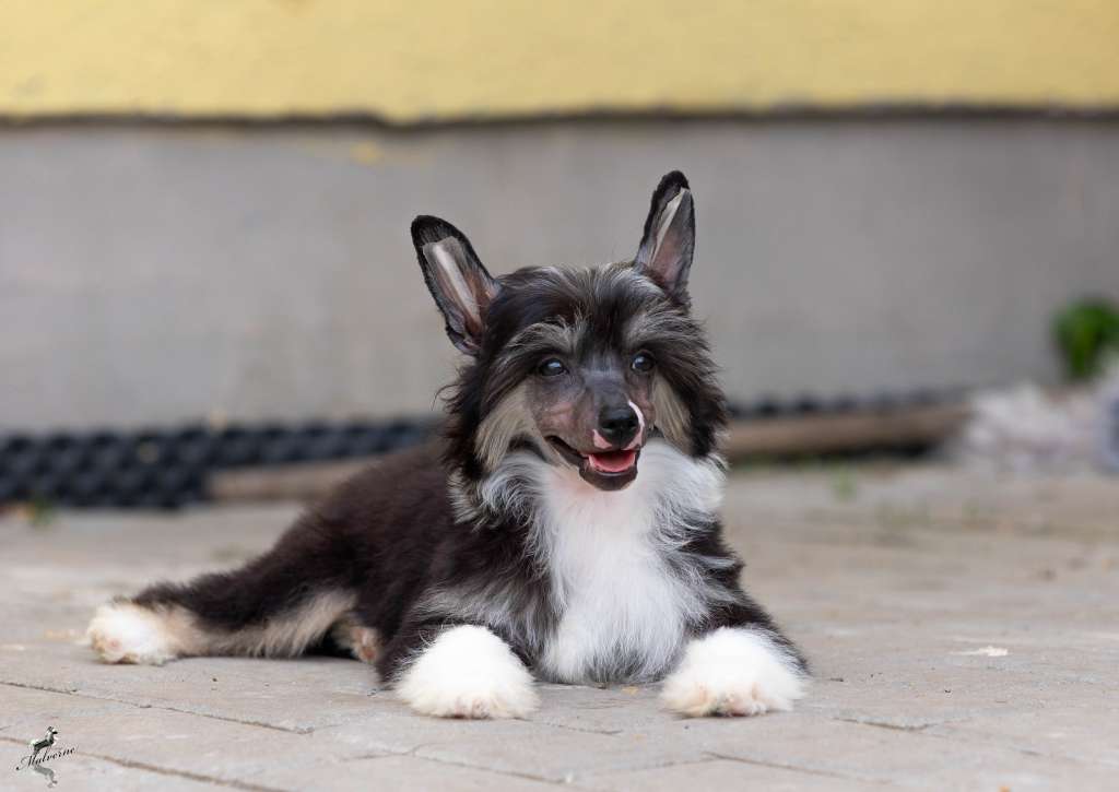 Vow of Courage to Queen Malverne