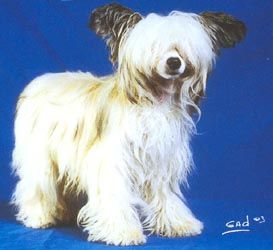 Tokaïdo of Shenandoah Creek