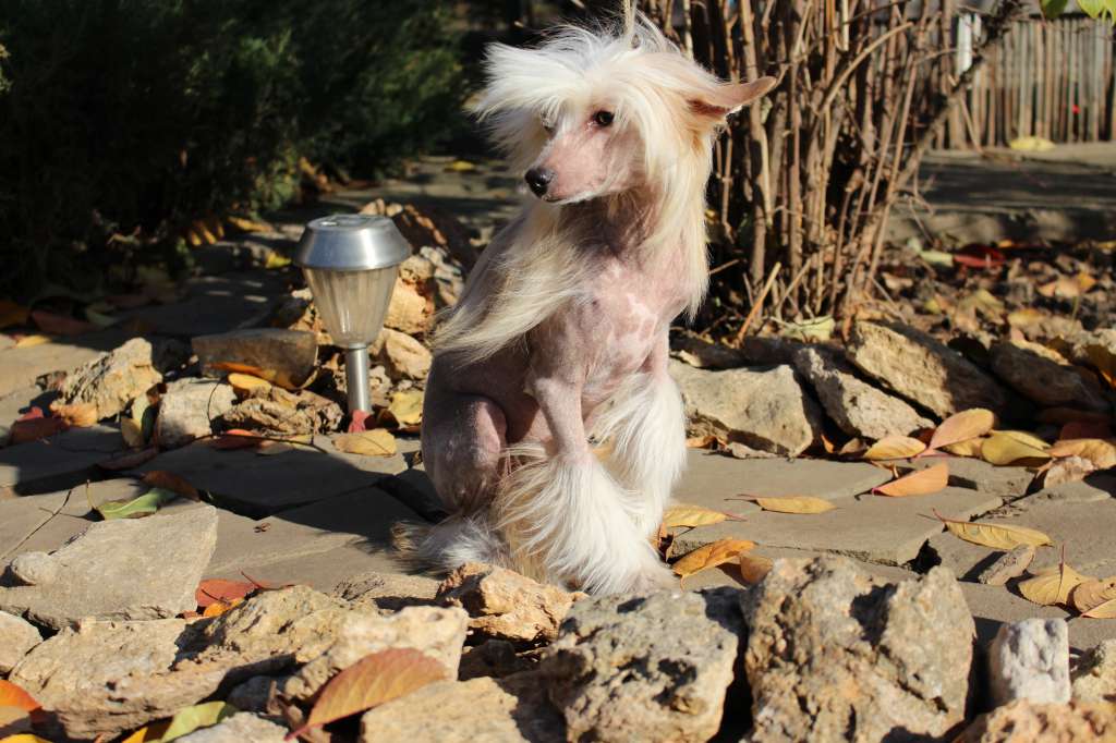 Esfero,Midnight Sun de Fageiro