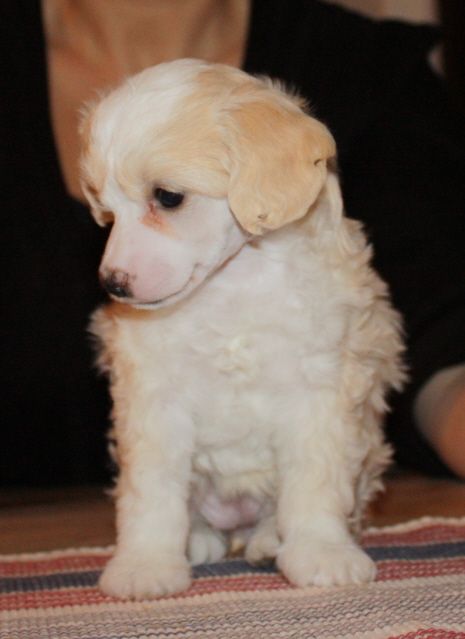 Sun-Hee's Rose Blushing Akito