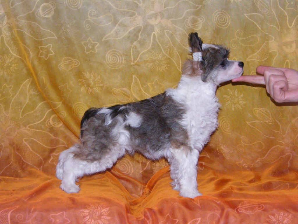 Fiesta Iz Palitry Listvyan