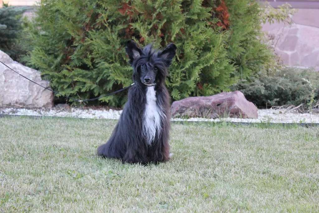 Ins Lucky Star Iolissa