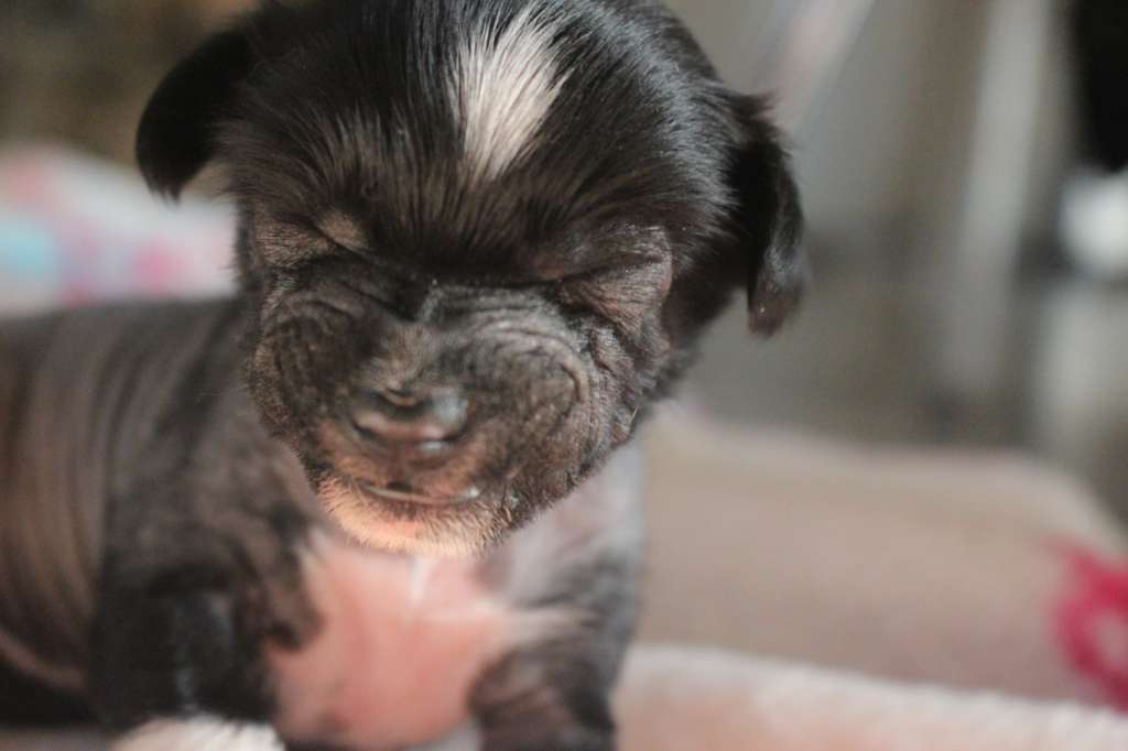 Dresscode-Zero Qruella de Velle