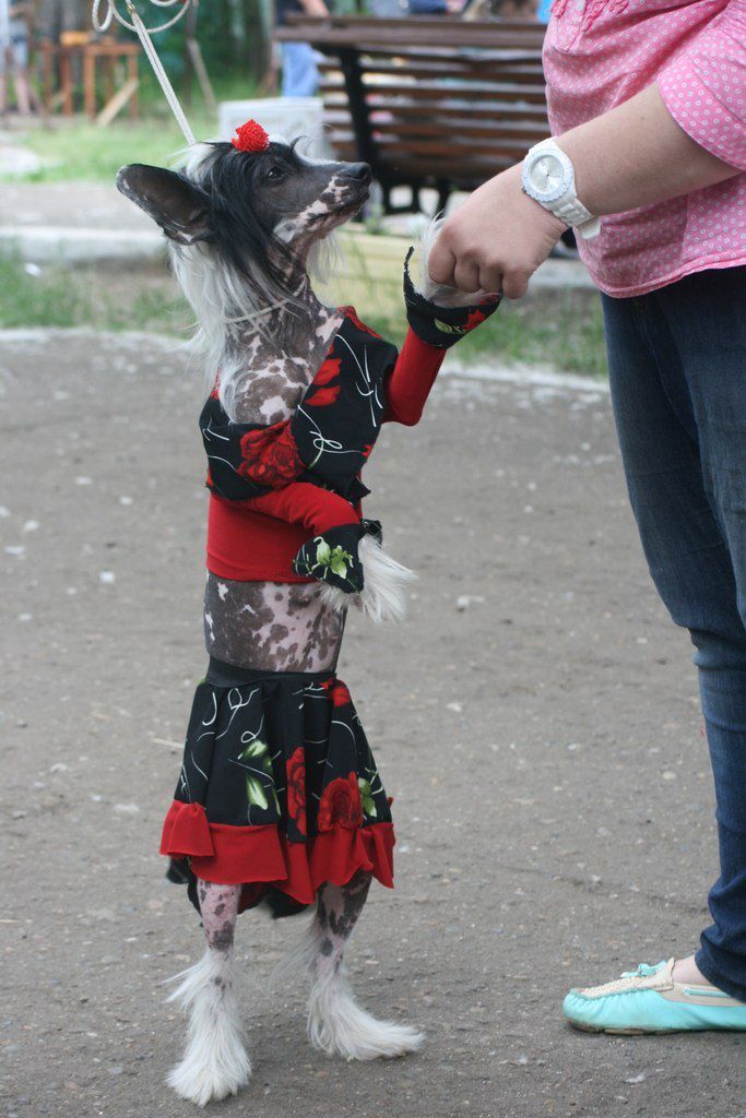 Ognenny Lotos Pul'xeria Al'va