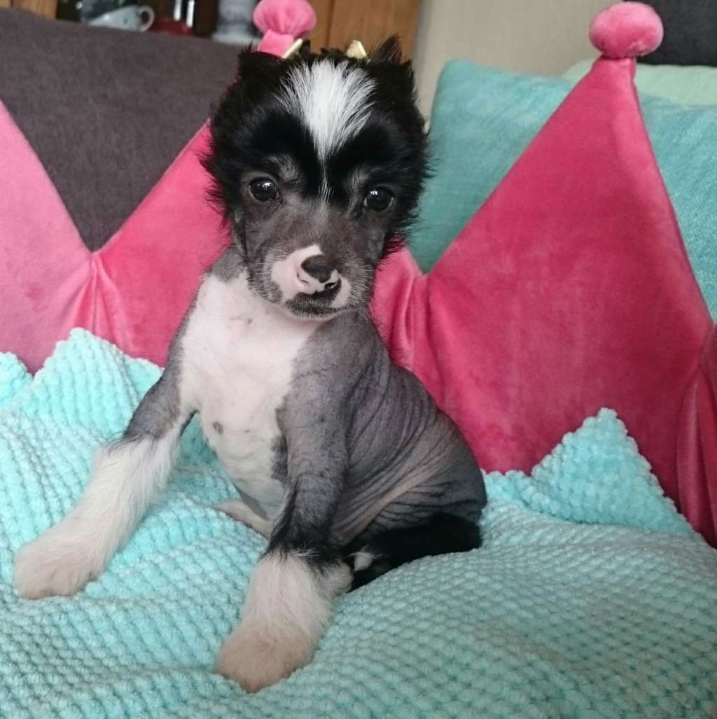 Jobari vom Apfelland