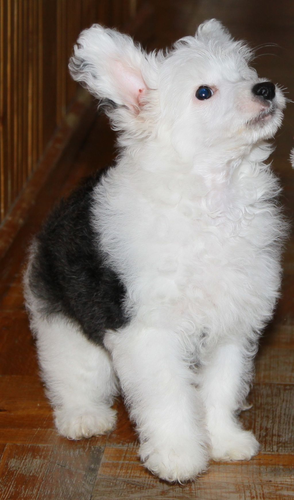 Premier Mari New Yorker