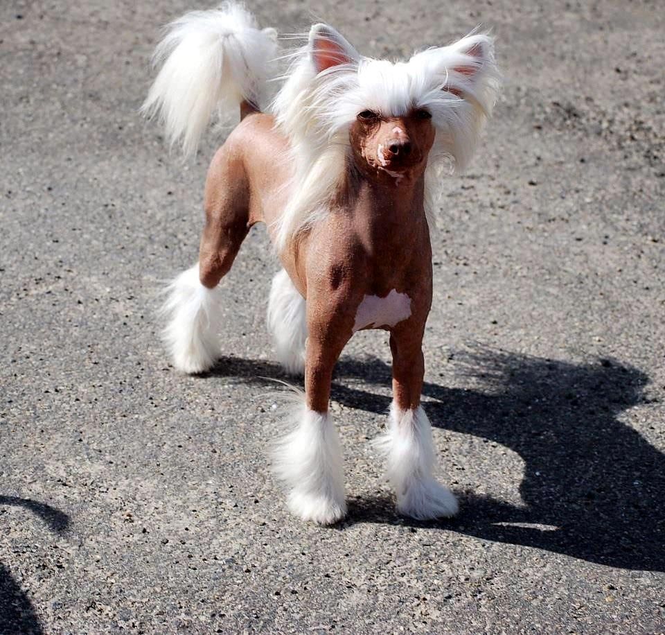 Mosaic Playboy Little Dog Of Dream