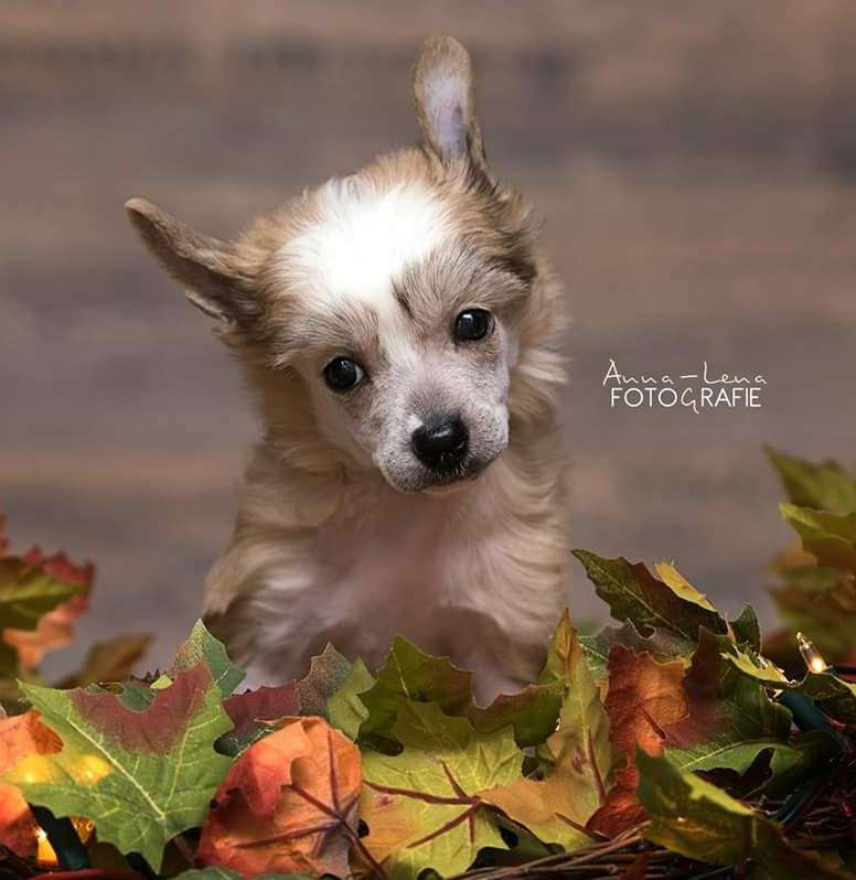 Little Rehma's Hunter