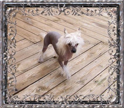 Deekays Mini Mousse At Woodcrest