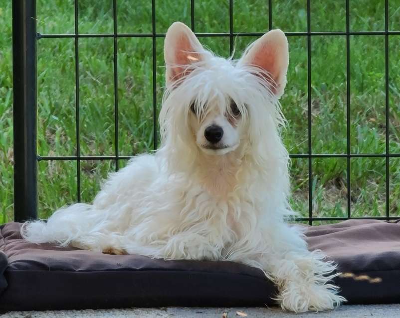 Long Haul's Graceful Snow Queen