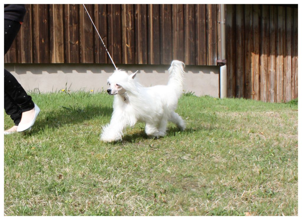 Inya Dreams C'est la Vie