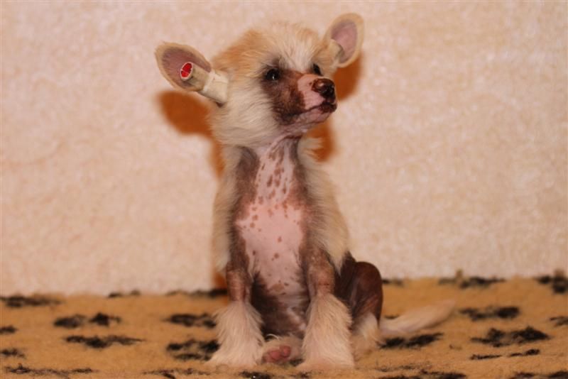 Worldshow Ewsey don Rizorto