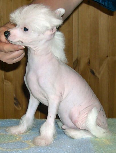 Belshaw's Be Sparkling