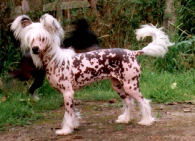 Moonswift Celestial Spirit